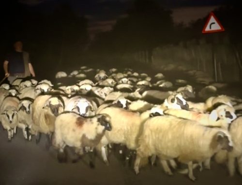 Criza oieritului și UE. Lege și fapte